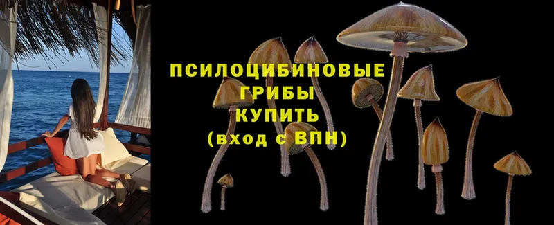 Галлюциногенные грибы Magic Shrooms  даркнет сайт  Владикавказ 